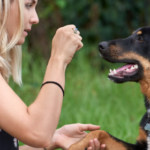 behavioral assessment for dogs