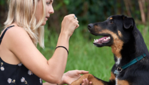 behavioral assessment for dogs