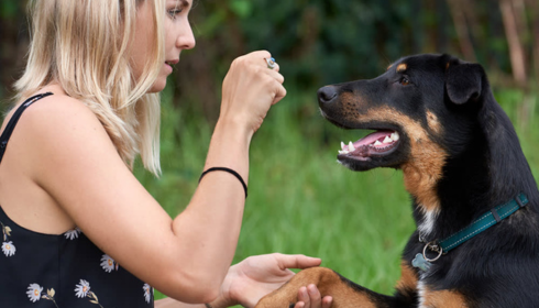 behavioral assessment for dogs