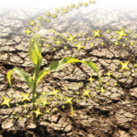 chelated micronutrients