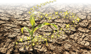 chelated micronutrients